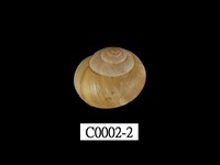 藏品(臺灣球蝸牛)的圖片